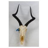 African Male Impala Skull with Ridged Horns