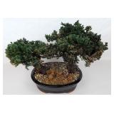 FAUX Bonsai Tree Twin Trunk Hand Made