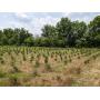 Evergreen Farm Auction