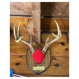 8 pt antler mount