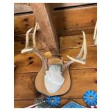 Eight point antler mount