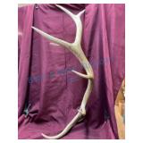 Large Elk Antler Shed With Measurement