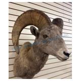 Bighorn Sheep Taxidermy Wall Mount