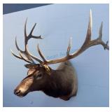Non-Typical Rocky Mountain Elk Shoulder Mount