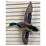 Mounted Mallard Duck Wall Display