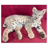Taxidermy Bobcat Display with Natural Coloring
