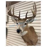 Taxidermy White-Tailed Deer Mount