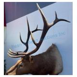Elk Shoulder Mount Taxidermy