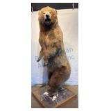 Full-Size Kodiak Bear Mount Taxidermy