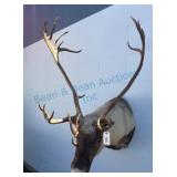 Caribou Shoulder Mount Taxidermy Display