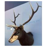 Mounted Elk Taxidermy Wall Display