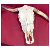 Longhorn Cattle Skull With Horns