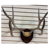 Mounted Whitetail Deer Antlers on Plaque
