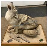 Taxidermy Coyote Diorama on Wooden Base