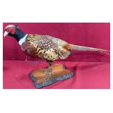 Taxidermy Mounted Male Pheasant