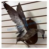 Taxidermy Blue-Winged Teal Duck Mount