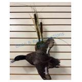 Taxidermy Flying Duck Wall Mount