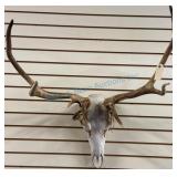 European Elk Skull Mount with Antlers