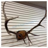 Elk Antlers Mounted With Leather and Turquoise