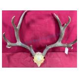 Large Mule Deer Antler Set