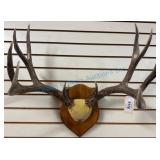 Mounted Deer Antlers on Wooden Plaque