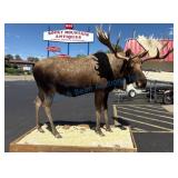 Life-Size Alaskan Moose Mount Display