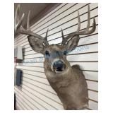Mounted Whitetail Deer Taxidermy Bust