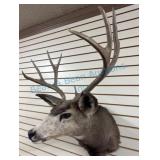 Mule Deer Taxidermy Wall Mount