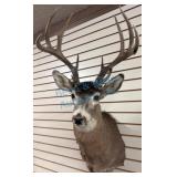 Taxidermy Deer Shoulder Mount With Antlers