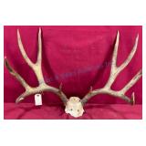 Large Mule Deer Antlers With Skull Plate