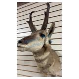 Pronghorn Antelope Taxidermy Mount