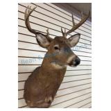 Whitetail Deer Shoulder Mount