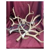Antler Pairs and one ï¿½with Skull Cap and Odd Piece