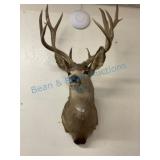 Taxidermy Mule Deer Shoulder Mount