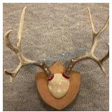 Mounted Deer Antlers with Wooden Plaque