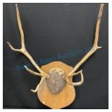 Mounted Antlers With Old Wooden Plaque
