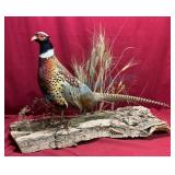 Large Taxidermy Pheasant Mount