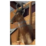 Taxidermy Hartebeest Shoulder Mount