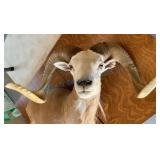 Taxidermy Mount of Ram With Curved Horns