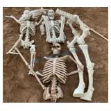 Assembled Plastic Skeleton Display