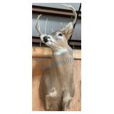 Taxidermy White-Tailed Deer Mount