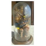 Butterfly ï¿½Garden Display in Glass Dome