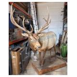 Mounted Elk Taxidermy Display
