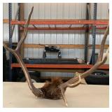 Natural Elk Antler Pair with Skull Cap