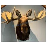 Mounted Bull Moose Taxidermy With Antlers