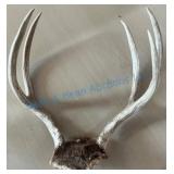 Whitetail Deer Antler Mount on Skull Cap