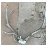 Partial Skull and Deer Antlers