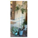 Set of Potted Indoor Plants with Decorative Pots