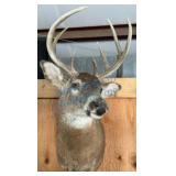 Mounted Whitetail Deer Taxidermy Trophy