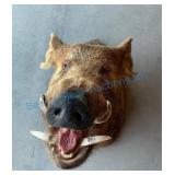 Taxidermy Wild Boar Head Mount